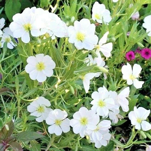 Pale Evening Primrose Flower Seeds - Drought Tolerant Groundcover Wildflower - Oenothera pallida - 301+ Seeds