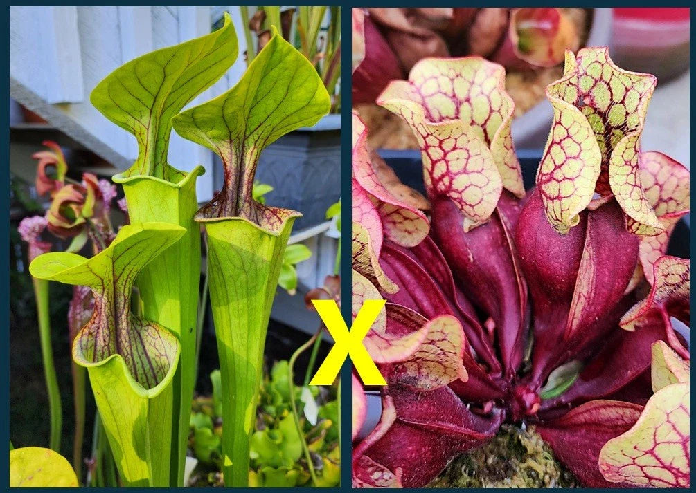 Sarracenia Seeds - Oreophila Ornata Purple Throat x Purpurea Belly of Blood - Carnivorous Plant Seeds for Gardening