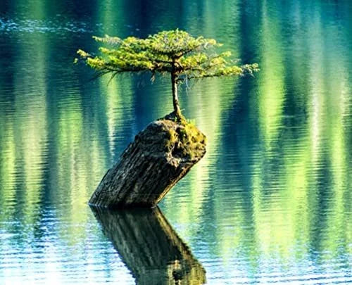 Balsam Fir Bonsai Tree Seeds - 30 Seed Pack - Abies balsamea - Ideal for Planting and Gardening