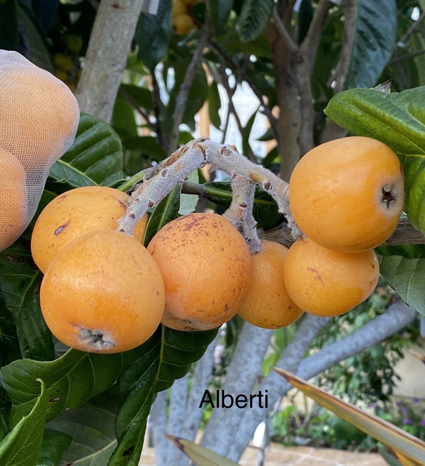 Loquat Scions for Grafting - Sweet Variety, 3 Cuttings - Eriobotrya japonica