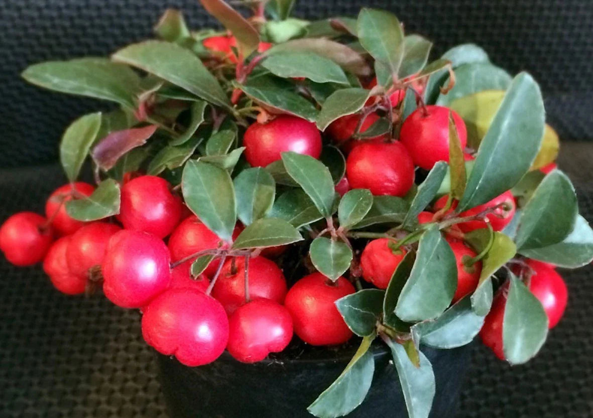 Gaultheria Cherries Berries Live Plants Set of 6 - 4-6" Tall, Evergreen Groundcover, Ideal for Gardens