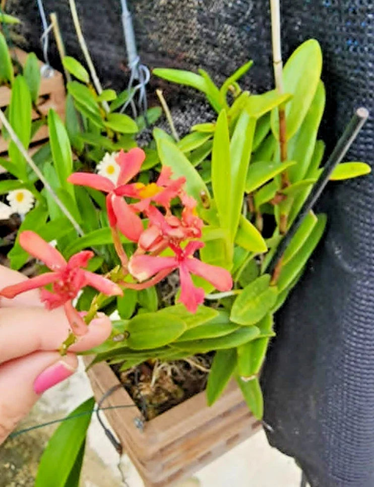 Epidendrum Radicans Pink Orchid Rooted Cutting - 1 Rooted Cutting for Full Sun