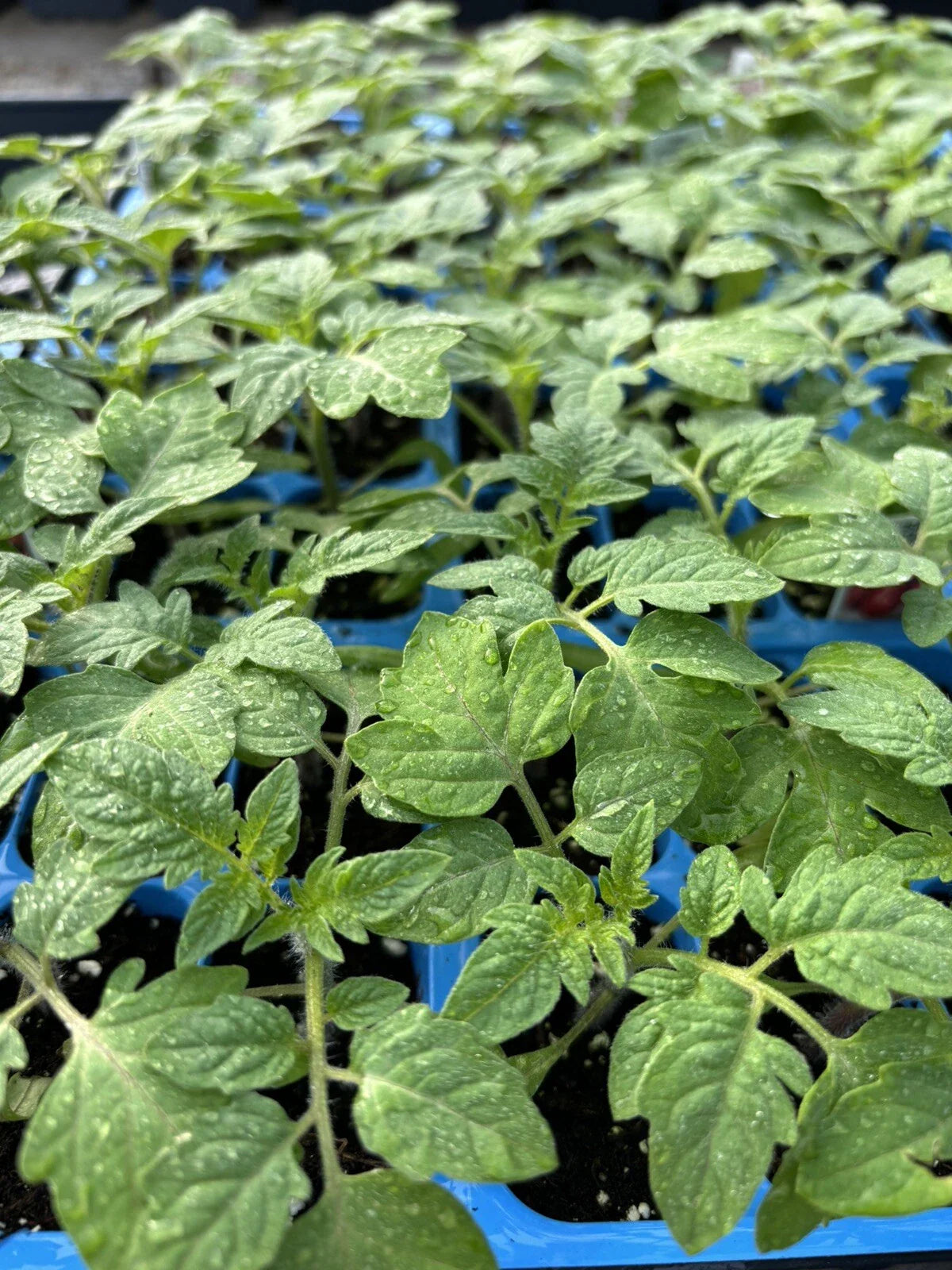 Lot of 2 Rare Old German Tomato Live Plants, Heirloom Variety, Solanum lycopersicum