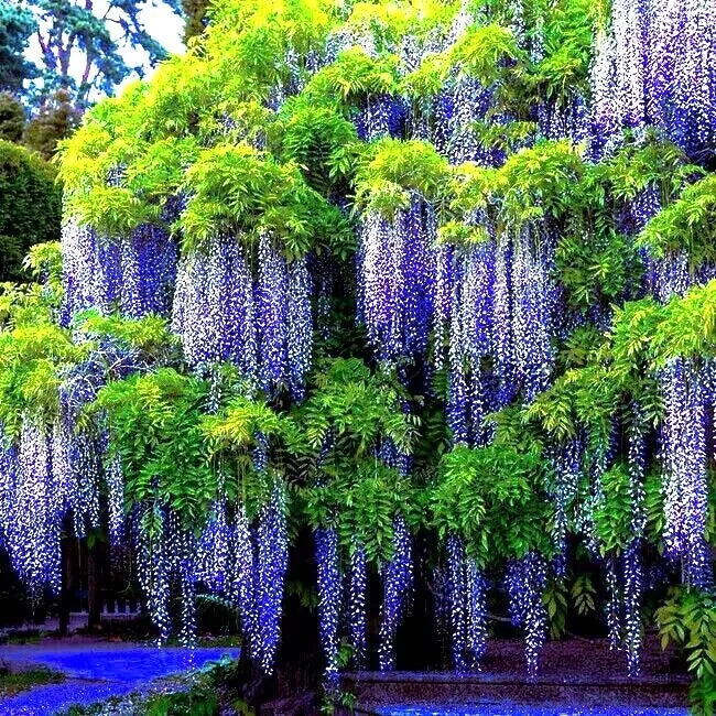 Chinese Blue Wisteria Seeds - 5 Pack - Fast Climbing Flowering Vine - Wisteria sinensis - Hardy Plant