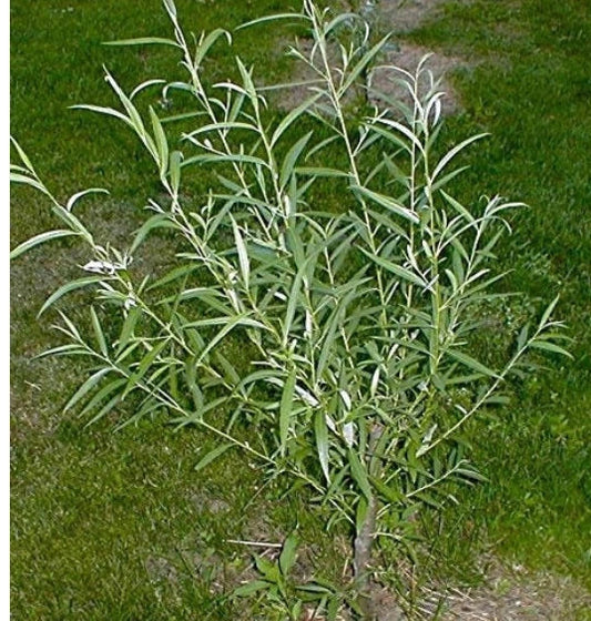 Jumbo Hybrid Willow Cuttings - 5/8 to 1 inches Thick - Salix X.