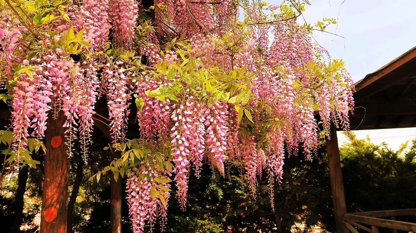 Rare Pink Wisteria Bonsai Tree Seeds, 5 Seeds - Japanese Wisteria (Wisteria floribunda)