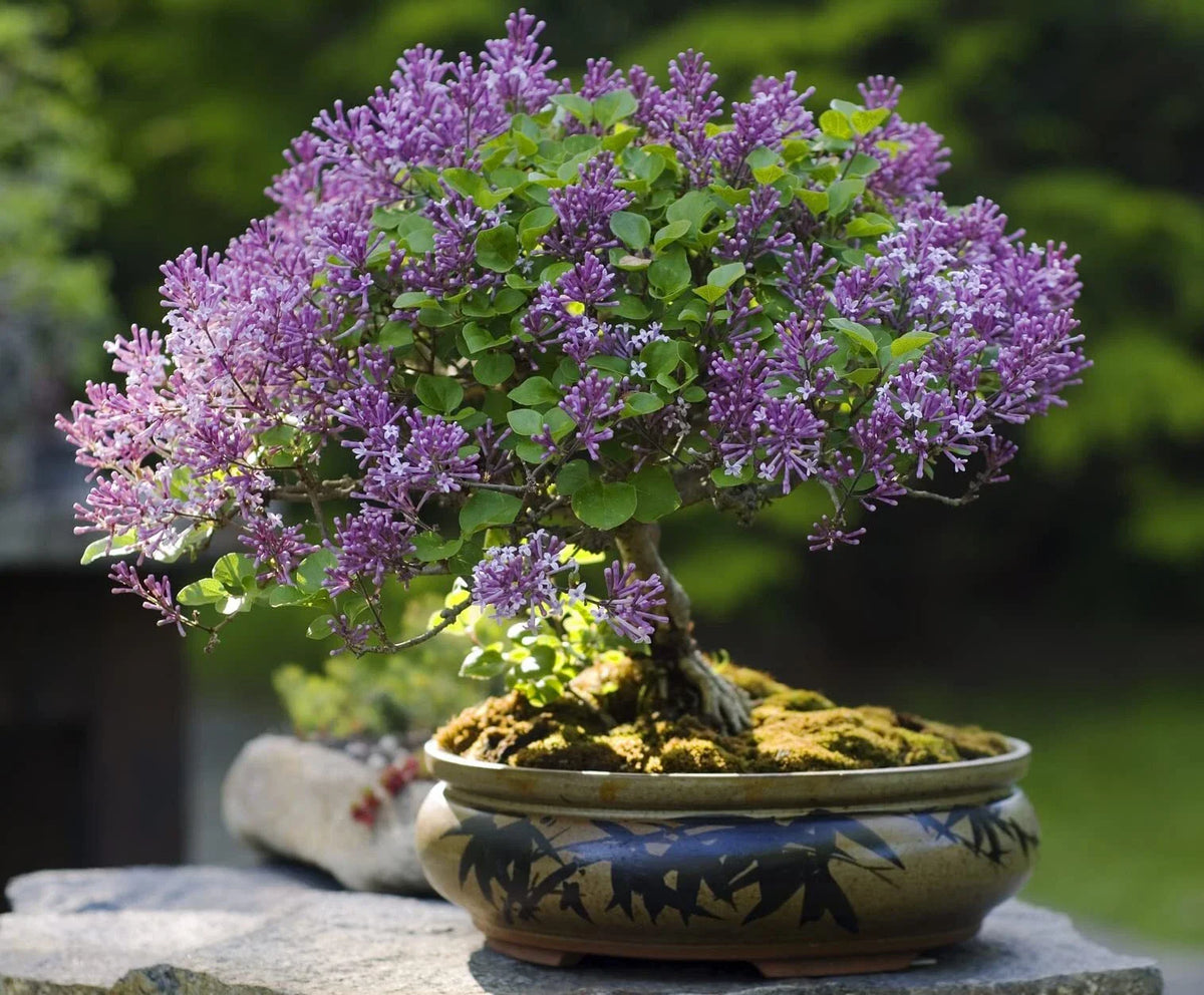 Purple Lilac Bonsai Seeds - 30 Count - Stunning Purple Blooms - Syringa vulgaris