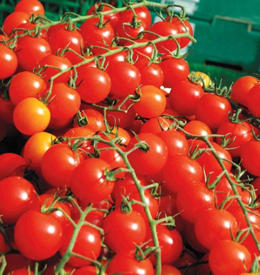 Large Red Cherry Tomato Seeds - 100+ Heirloom Non-GMO Organic - Fresh Garden Seeds - Solanum lycopersicum