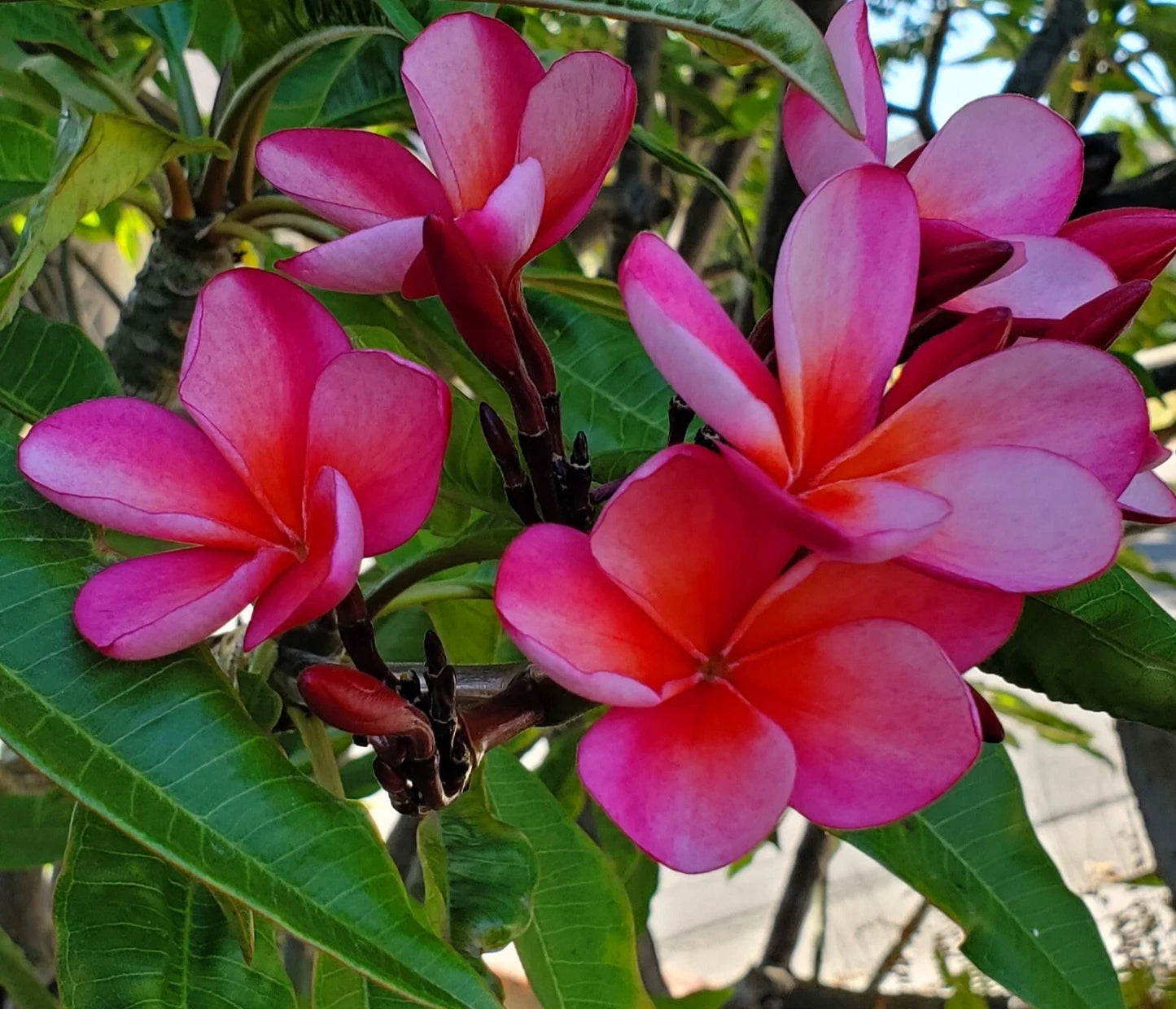 Plumeria Cutting 7-12 Inch Pink with Light Orange Hues Plumeria Obtusa Healthy Mother Plant