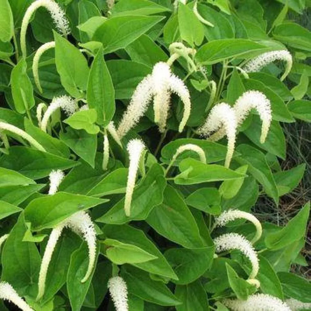 Lizard's Tail Plants 6 Bareroot Saururus cernuus Winter Hardy Aquatic Perennial for Ponds and Wetlands