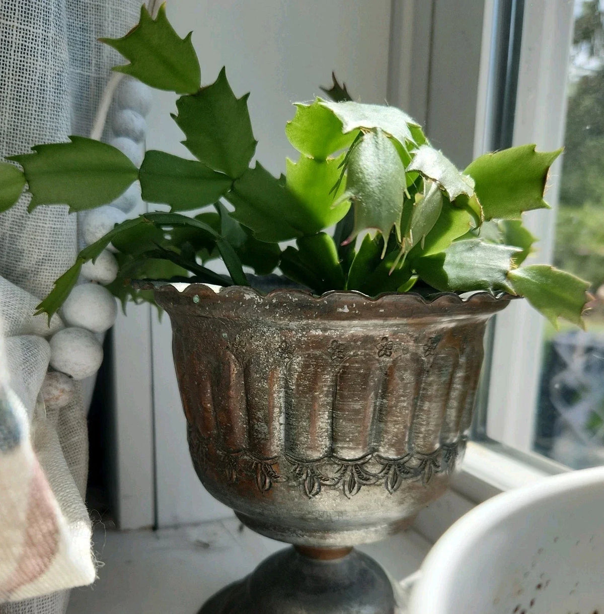 Thanksgiving Christmas Cactus Cutting - Rooted Houseplant - Schlumbergera