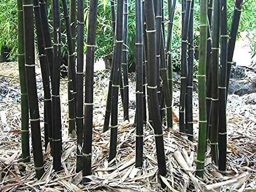 150 Black Bamboo Seeds - Rare Variety for Planting - Phyllostachys Nigra