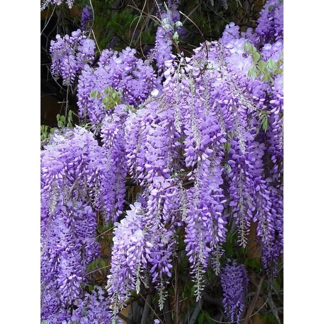 Fresh Lavender Cuttings Bundle of 10 Organic Pieces - Lavandula angustifolia