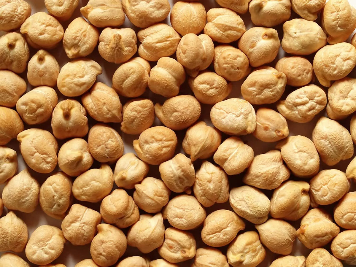 Garbanzo Bean Seeds - 200 Count - Organic Chickpeas - Cicer arietinum