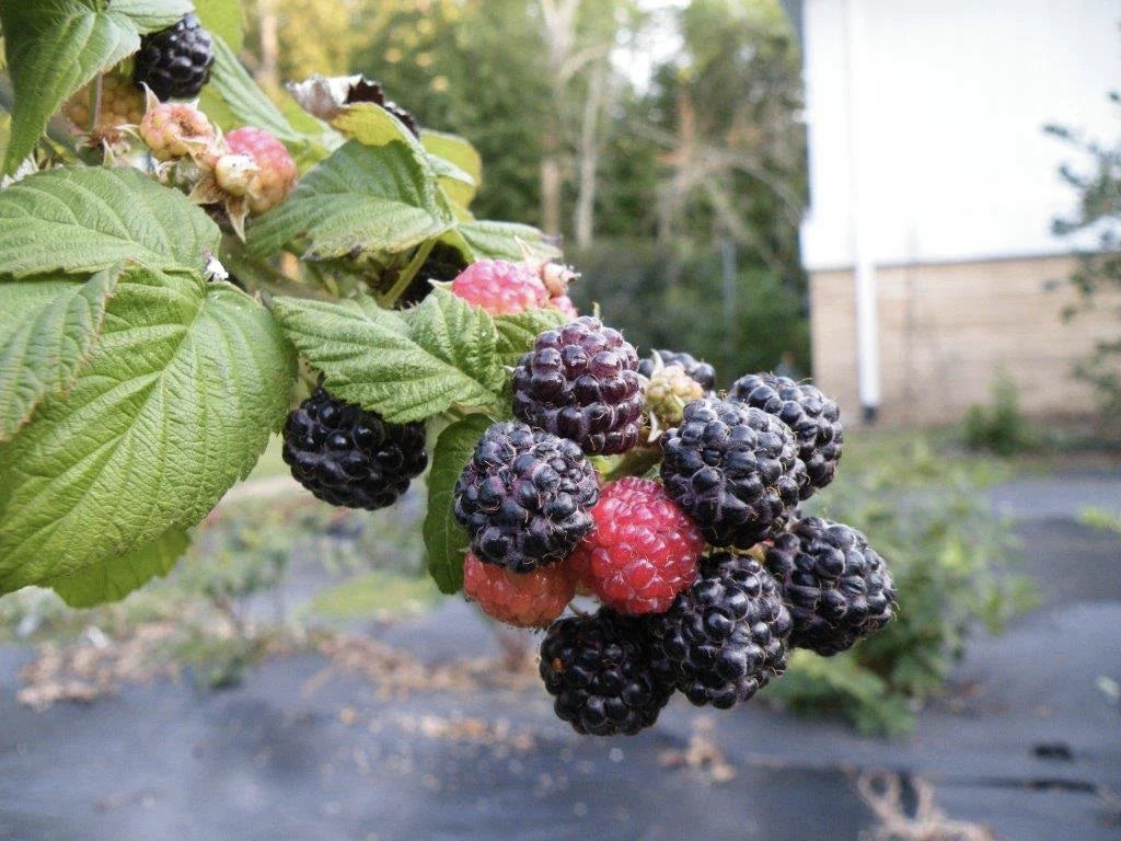 Ohio Treasure Black Raspberry Plant - Everbearing, 1 Rooted Starter Plant, Zones 3-8, Rubus occidentalis, No Pesticides