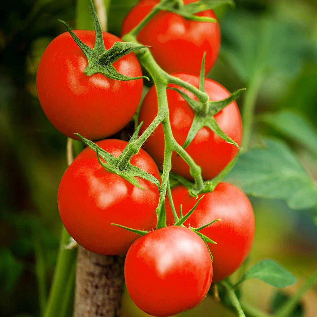 Moneymaker Vine Tomato Seeds | Indeterminate Cordon Stake Variety | Solanum lycopersicum | 2025 Season