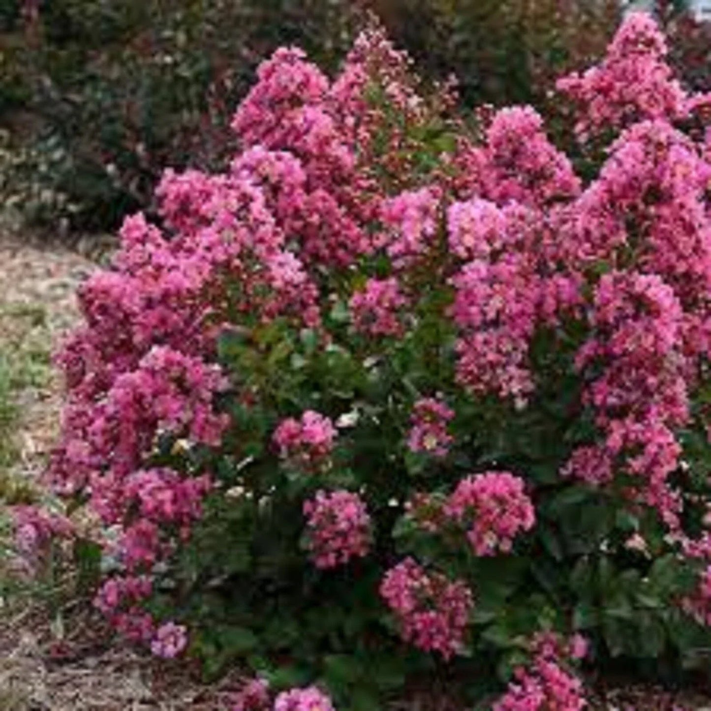Peppermint Crape Myrtle Cuttings - 10 Unrooted Cuttings - Lagerstroemia indica 'Peppermint' - Free Shipping