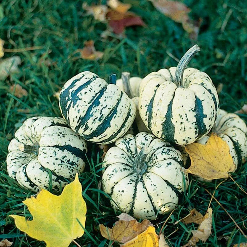 Sweet Dumpling Squash Seeds - 20 Cream and Green Seeds for Planting (Cucurbita pepo)