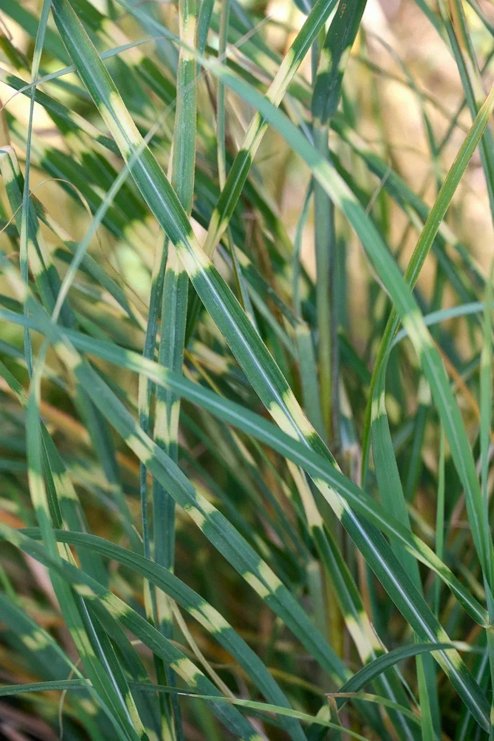 Zebra Grass Seeds - 10+ Variegated Miscanthus Sinensis Zebrinus for Lush Gardens
