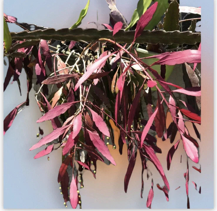 Fresh Cut Pseudorhipsalis Rhipsalis Ramulosa Red Pick - Unique Tropical Succulent Stems for Plant Lovers