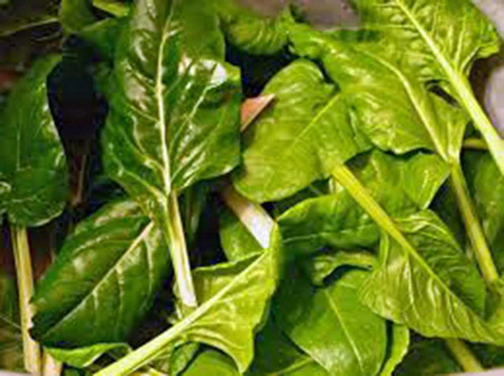 Swiss Chard Seeds, Heirloom Perpetual Spinach, 500+ Non-GMO Seeds, Organic Gardening, Vegetable Garden