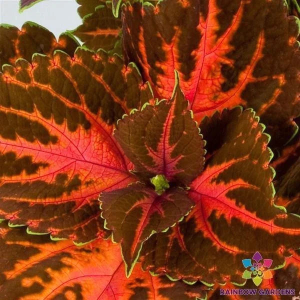 Coleus Seeds - 25+ Superfine Rainbow Festive Dance - Plectranthus scutellarioides