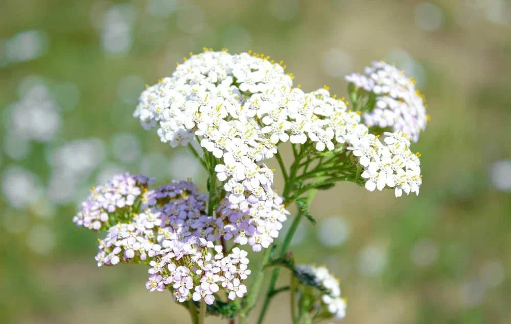 White Yarrow Flower Seeds 1000 Seeds Achillea Millefolium Perennial Herb Garden Plant