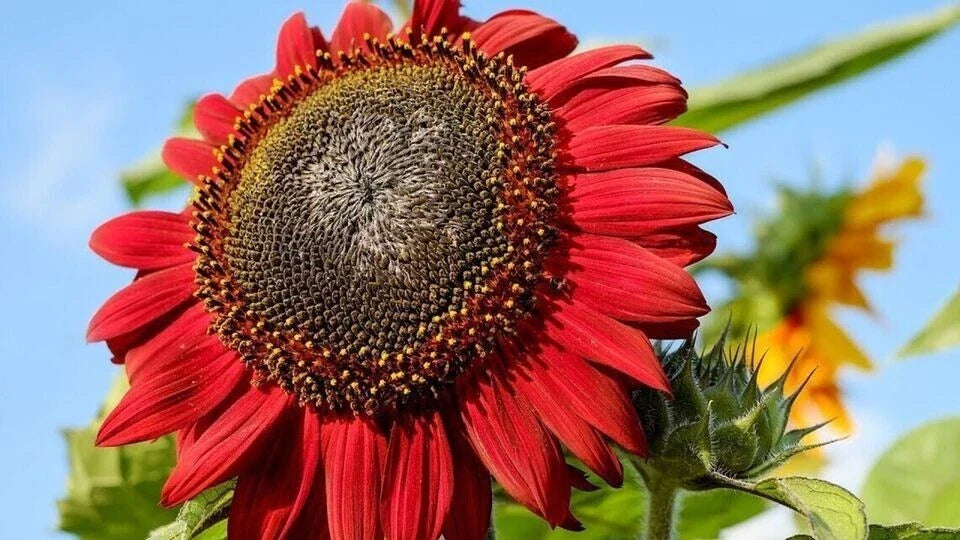 Red Sunflower Seeds - 50+ Non-GMO Heirloom Seeds - Beautiful Red Blooms - Helianthus annuus