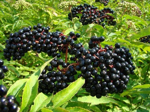 Dormant American Elderberry Starter Plant - Live Rooted - Sambucus canadensis - Zones 4-9 - Edible Berries for Jams & Wines