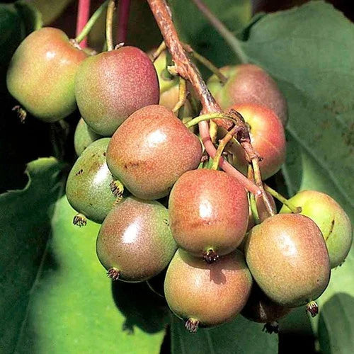 Dormant Kiwi Plant - Geneva Variety - Actinidia arguta - Hardy Female Starter Plant for Zones 4-8 - Non-Pesticide Grown