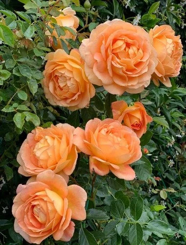 Climbing Rose Live Plant - Lady of Shalott, Orange, Own Root, Vibrant Garden Addition (Rosa 'Lady of Shalott')