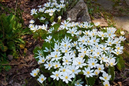 Bloodroot Bare Root Plant - Sanguinaria canadensis - Spring Blooming Perennial Wildflower for Garden