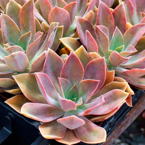 Rare Graptoveria Dusty Succulent 3-Inch Live Plant - Fred Ives' Hybrid (Graptopetalum paraguayense × Echeveria gibbiflora)
