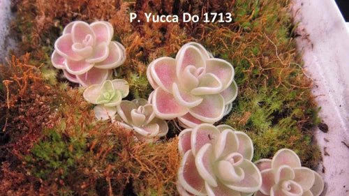 Pinguicula Yucca Do 1713 Live Carnivorous Butterwort Plant - Rare Butterwort - Pinguicula sp. - 0.5" Diameter - Free Shipping