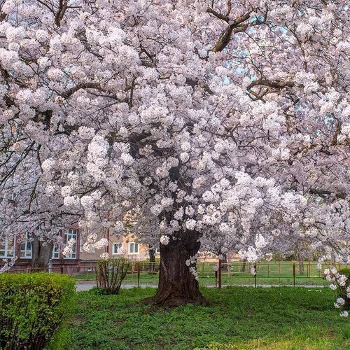 Yoshino Cherry Trees - 2ft Tall Flowering Trees - Prunus x yedoensis - Beautiful Pink Blossoms for Gardens and Landscapes
