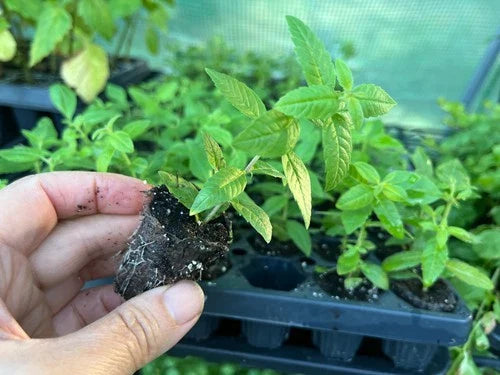 Lemon Verbena Starter Plant Plug - Aloysia citriodora - Fresh Culinary Herb for Gardening & Aromatherapy