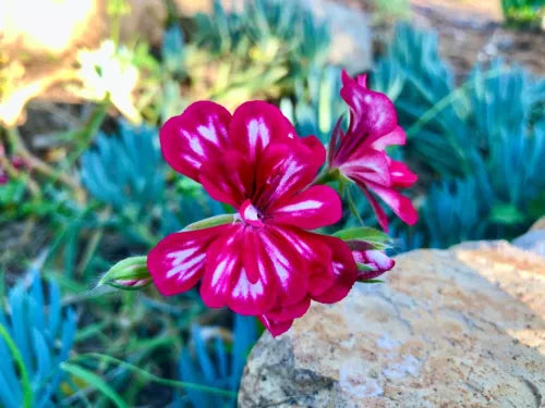 Hot Pink White Pelargonium Peltatum 6" Cutting Trailing Ivy Geranium Live Plant