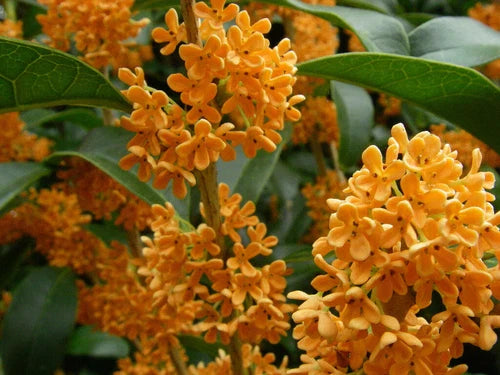 Apricot Echo Sweet Olive Starter Plant - Osmanthus fragrans - Fragrant Tea Plant for Home Garden - Rooted Live Plant