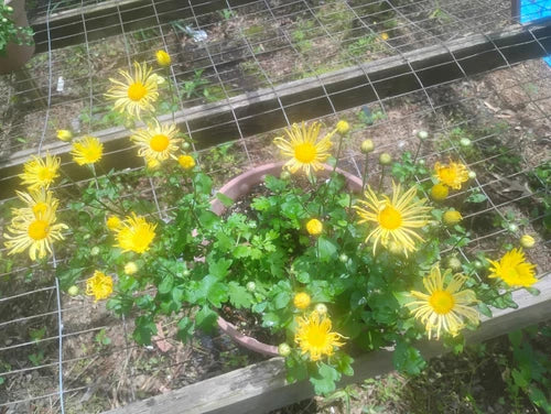 Yellow Quilled Mums Live Plant Set of 3 - Chrysanthemum, Hardy Perennial, Organic, Deer-Resistant, Indoor/Outdoor Flowering