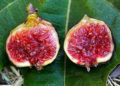 Cold Hardy Fig Trees - 3 Plant Starter Set - Olympian, Yellow Long Neck, Fignomenal - Ficus carica