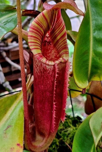 Nepenthes Cutting - Rooted Nepenthes veitchii "Big Mama" x Redonkulas CAR-0152 - Carnivorous Plant in LFS/Orchid Bark Mix