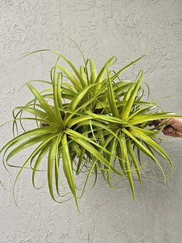 Extra Large Air Plants - Giant Tillandsia - 18" Air-Purifying Indoor Plant - Low Maintenance Greenery for Home Decor