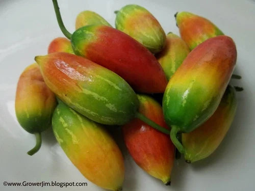 Tindora Plant Root - Ivy Gourd (Coccinia grandis) Edible Vegetable, Self-Fruitful, Chemical-Free, Perfect for Gardens and Containers