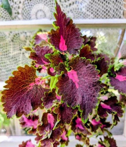 Black Dragon Coleus Live Rooted Plants in 4" Container - Solenostemon scutellarioides - Vibrant Burgundy and Magenta Foliage