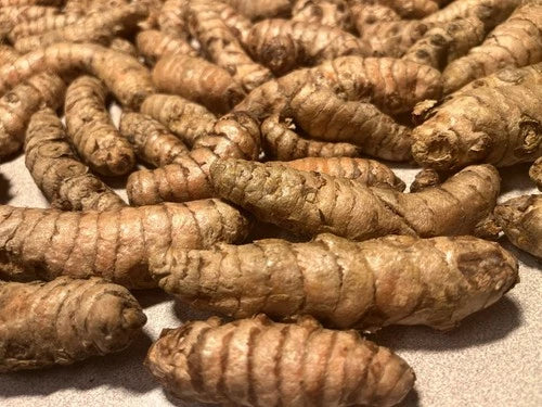 Fresh Turmeric Roots for Planting - 15 Organic Viable Rhizomes (Curcuma Longa) - Yellow Turmeric for Home Growing