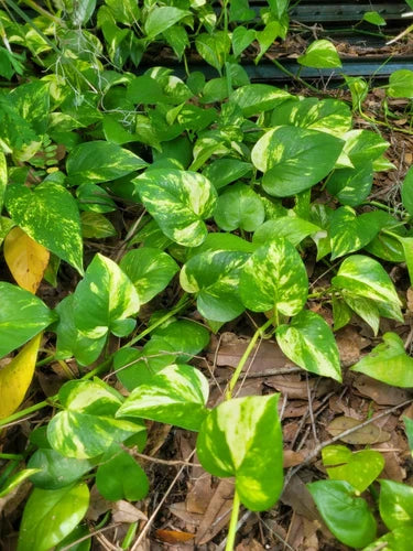 Golden Pothos Live Plant Cuttings - 6 Rooted Cuttings 3"-6" - Epipremnum aureum - Indoor/Outdoor Air Purifying Houseplant