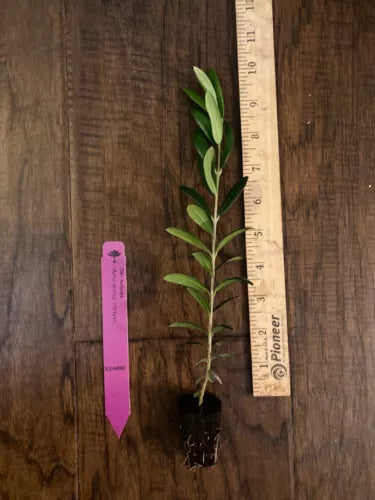 Arbequina Olive Tree Plug 4-8 inches Edible Fruit Olea europaea Live Plant for Home Garden