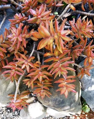 Coppertone Sedum Succulent - 5-7" Rooted Live Plant - Sedum Adolphi - Bare Root Coppertone Stonecrop