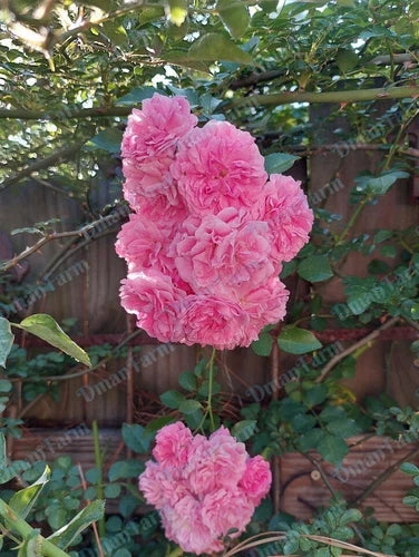 Heirloom 7 Sisters Pink Rambler Rose Bush Live Plant - Multiflora Climbing Rose (Rosa) - Organic, Bare Root, Fast Growing