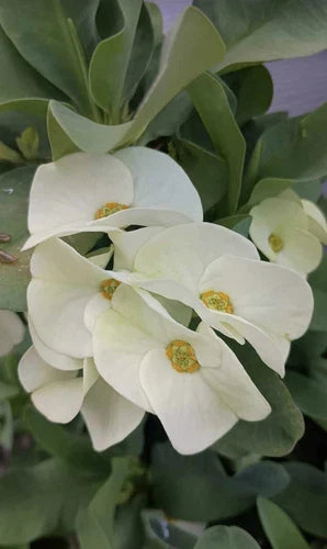 Crown of Thorns Cutting 1 Count White Flower Euphorbia milii No Roots for Planting